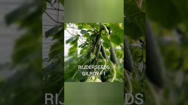 Огурец ГИЛРОЙ F1 (GILROY F1) - среднеранний партенокарпик от Rijder Seeds. смотреть онлайн