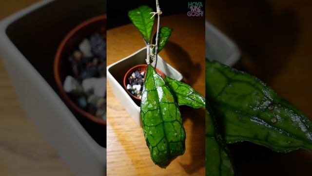 Hoya finlaysonii black leaves has ✨it✨ -- on sale now at HOYAMYGOSH.COM смотреть онлайн