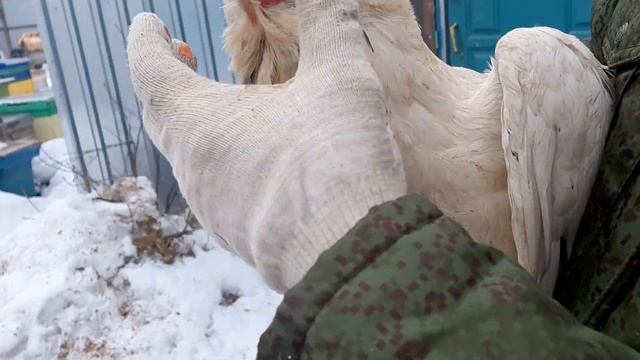 Гилянская курица Сплеш смотреть онлайн