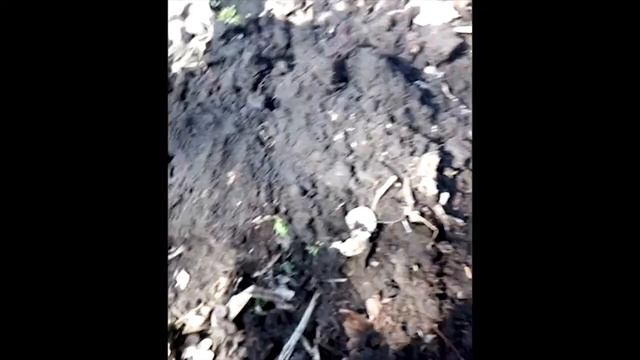 ОТКРЫТИЕ СЕЗОНА.ГЕОРГИЕВСКИЙ КРЕСТ,ЦАРСКОЕ СЕРЕБРО.КОП 2018 смотреть онлайн