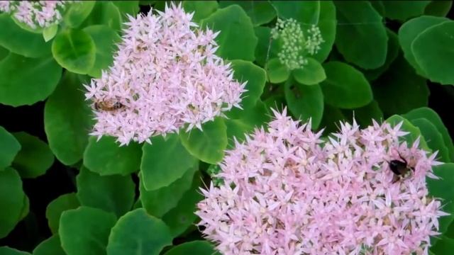Sedum Spectabile Vodcast