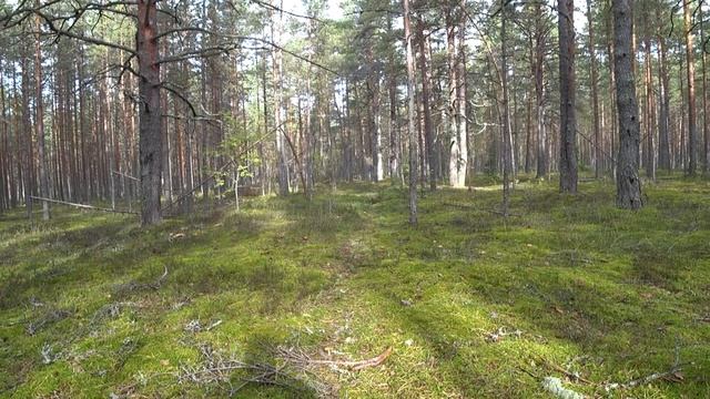 Грибные Грабители!!! В Борах Псковской области!!!.. смотреть онлайн