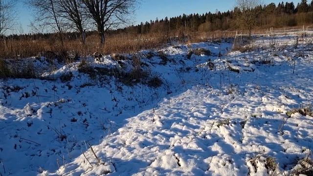 КЛИЧКИ смотреть онлайн