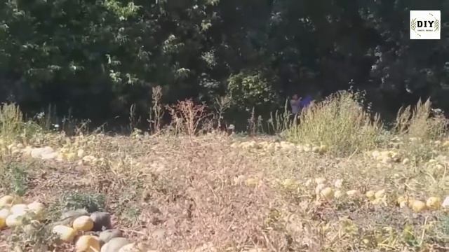 Комбайн для уборки тыквы. Собираем семена тыквы. #комбайн #семечки Тыквоуборочный комбайн на тракто