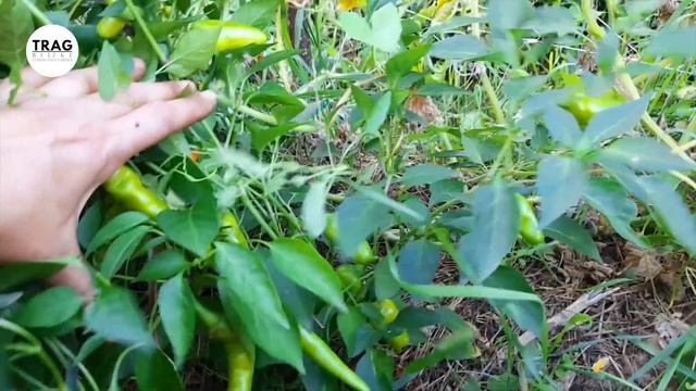 KAKO SE ODRŽAVAJU PERMA MODELI? (2022) [TRAG BILJKE] смотреть онлайн