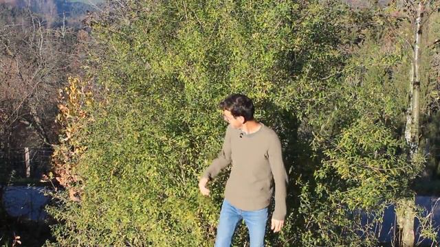 Die Besten Heckensträucher - Heimische Wildsträucher, Vogelsträucher