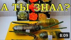 Купили РОЗЫ уже в ФЕВРАЛЕ? ??? ЭТО нужно сделать СРАЗУ!