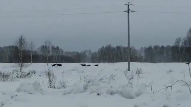 Волки смотреть онлайн