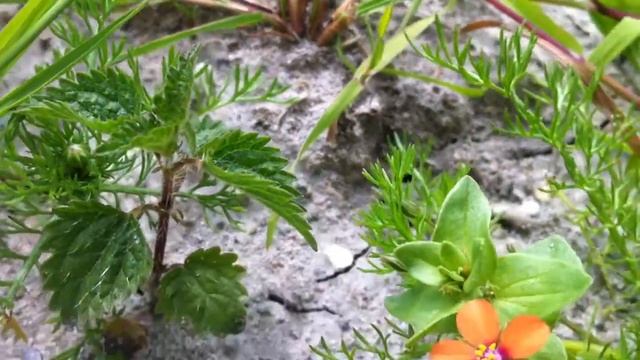 Scarlet Pimpernel (Anagallis Arvensis) - 2012-05-30