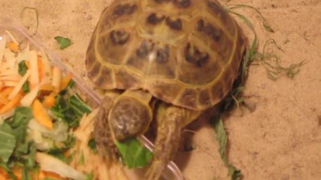 Голодная черепаха смотреть онлайн