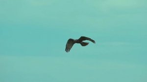 Вика цыганова Огонь перемен