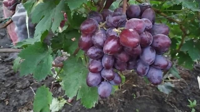 ВИНОГРАД.Дунай и Матио, формы винограда Калугина В.М.