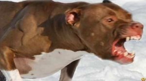 БОЙЦОВОГО ПИТБУЛЯ ПОСТАВИЛИ ПРОТИВ ВОЛКА - КТО ПОБЕДИТ?