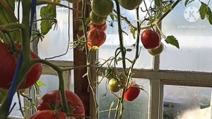 Сибирь. Обзор и дегустация томатов Падишах и Минусинские шары.