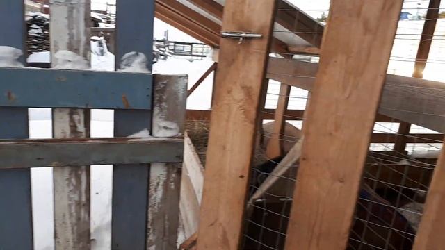 Рога ещё на месте. Гуляем с козами зимой. смотреть онлайн