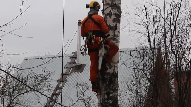ARBO \ SRT - подъем на дерево на "петлях" смотреть онлайн