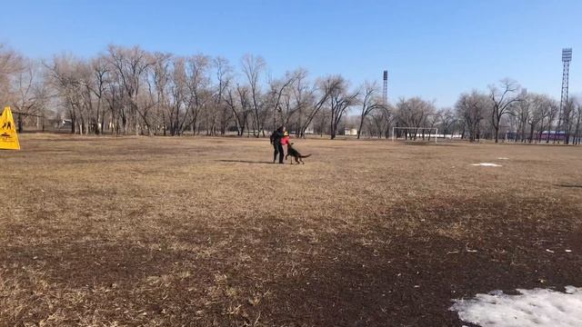Дрессировка собак Саратов Энгельс смотреть онлайн