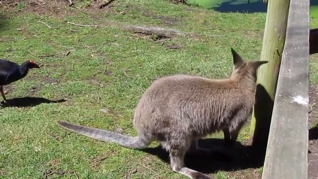 Кенгуру валлаби в Willowbank