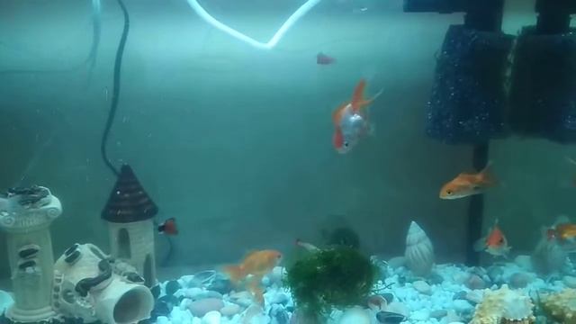 Мастерство и Самосовершенствование