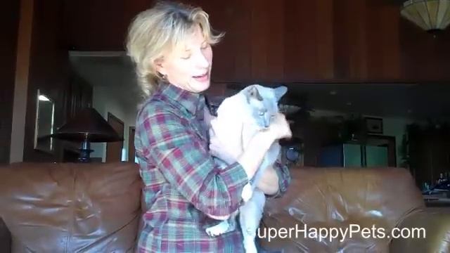 How To Scruff A Cat смотреть онлайн
