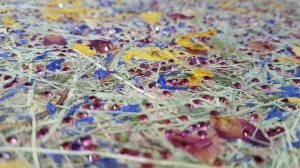 organoid_swarovski_sparkle.mp4