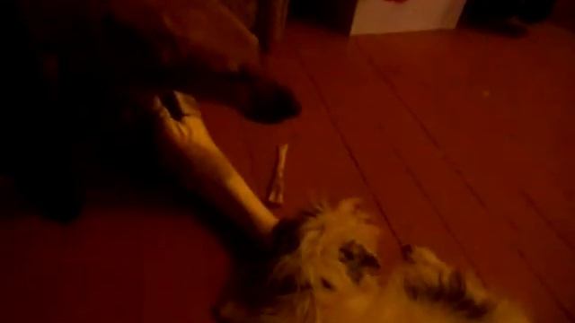 Грибибля и Грибубля) смотреть онлайн