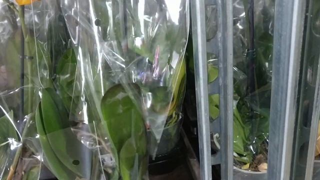 Обзор орхидей на базе Цветы Юга Краснодар 17.09.22г.