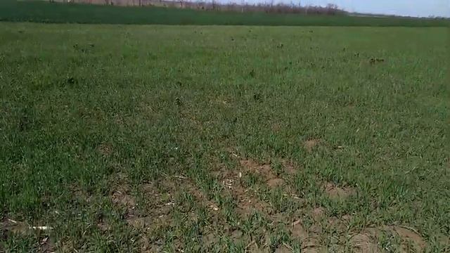 Ячмень гелиос конец апреля 2021, Запорожская область смотреть онлайн