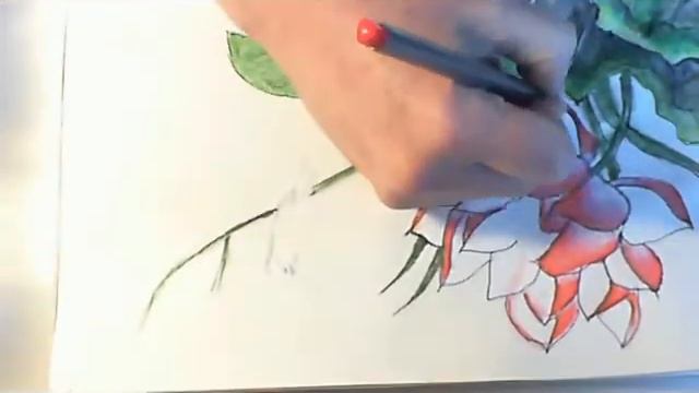 Steadtler Watercolor Hummingbird смотреть онлайн