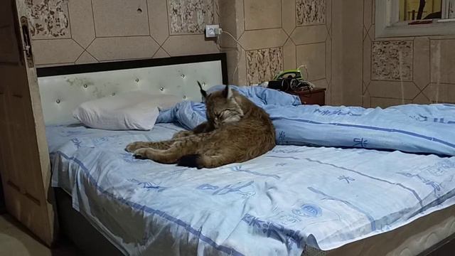 Рысь Даша - просто место занято смотреть онлайн