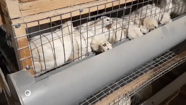 Перепела как бизнес /  как не