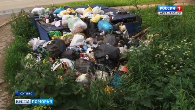Крысы размером с кошку появились в Котласе смотреть онлайн