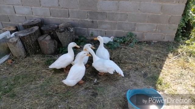 идеал деревенской ЖЕНЩИНЫ... смотреть онлайн