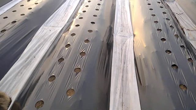 Как накрыть бугры под клубнику мульчирующей плёнкой вручную! смотреть онлайн