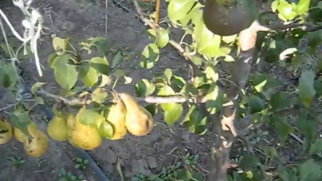 Груша сорт Конференция обзор 2021 смотреть онлайн