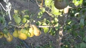 Груша сорт Конференция обзор 2021