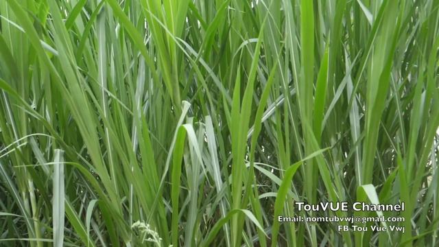 Vim yog tub ntsuag thiaj tsis tau raws siab xav part4 4/21/2023 смотреть онлайн