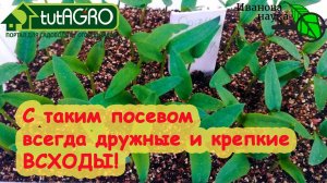 СЕМЕНА НА РАССАДУ СЕЮТ ТЕПЕРЬ ИМЕННО ТАК! Особенно покупные! И ЧЕРНАЯ НОЖКА не страшна!