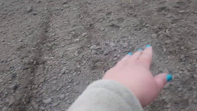 Как садить #арахис на огороде #посадка клубники смотреть онлайн