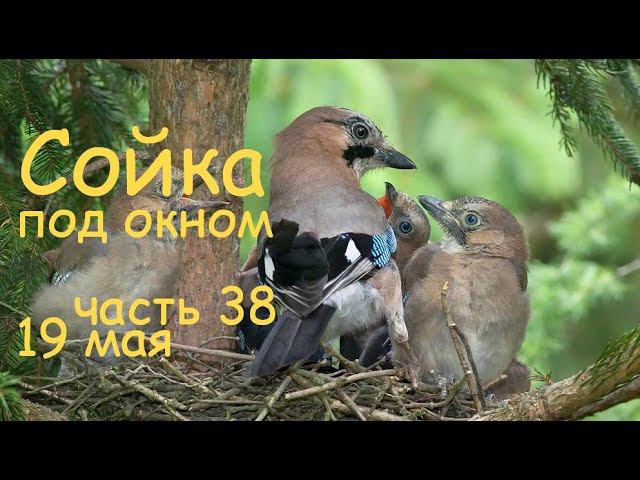 19 мая - сойки смотрят как кот ворон заставил каркать смотреть онлайн