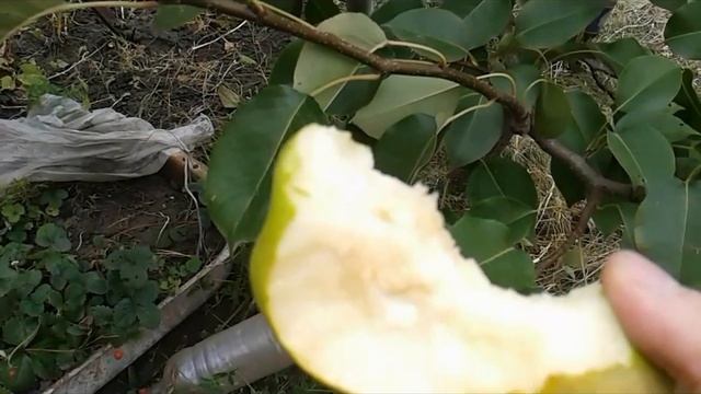 Вкусная осенняя груша Талгарская красавица. Поздний сорт груши. смотреть онлайн