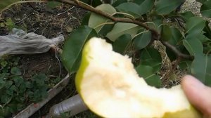 Вкусная осенняя груша Талгарская красавица. Поздний сорт груши.