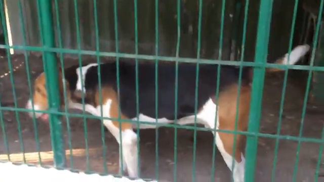 мои русские пегие гончие смотреть онлайн