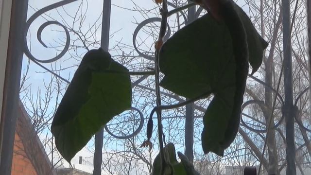 Огурцы на подоконнике. 27.03. Часть 3. Выращивание. Сбор урожая. смотреть онлайн