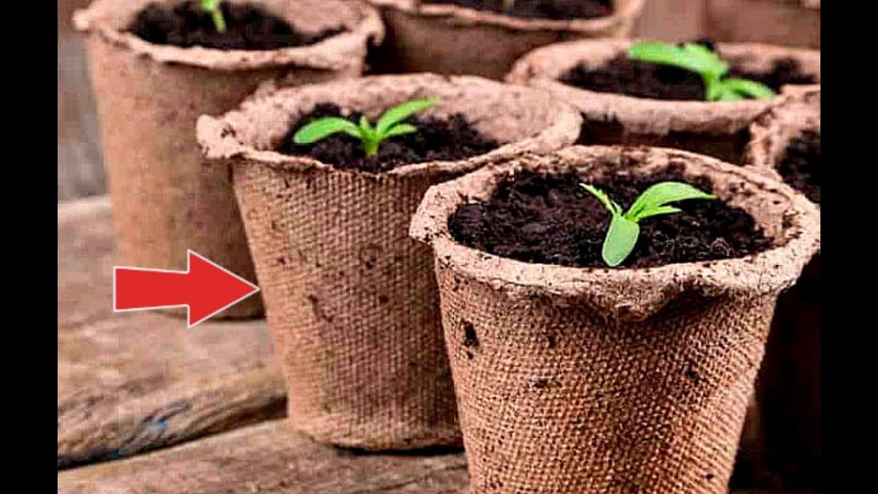 Как посадить помидоры в торфяные горшочки? смотреть онлайн