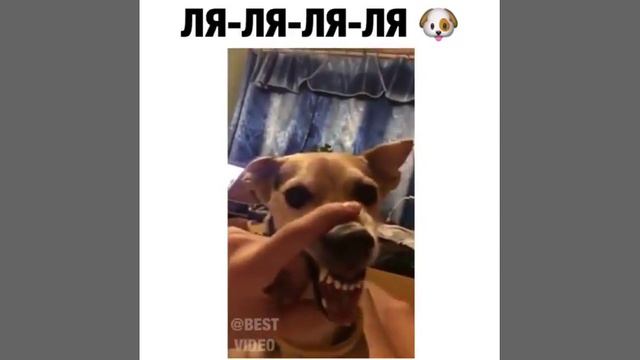 Funny Dog La La La-Смешная собака ла ла ла