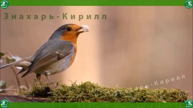 Музыка на вербное воскресенье от порчи, колдовства и любого негатива даёт потрясающие результаты! ? смотреть онлайн