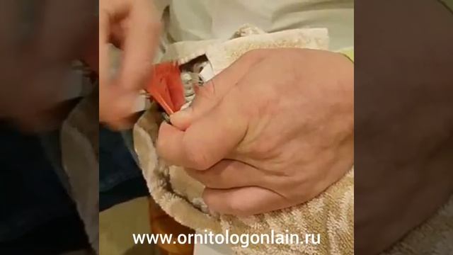 Как правильно подрезать когти попугаю. смотреть онлайн