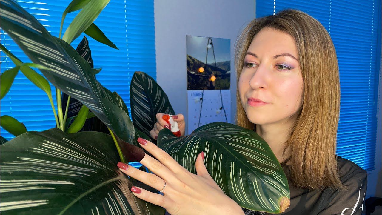 АСМР Расслабляющий уход за моими зелеными друзьями / Epic Con ♀️/ Plant Care and Spa смотреть онлайн