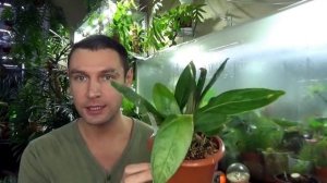 Антуриумы декоративно - лиственные / Обзор